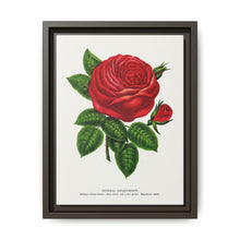Red rose, General Jacquemont flower lithograph. Digitally enhanced from our own original 1900 edition plates of Botanical Specimen published by Rochester Lithographing - NOMADEN ART GALLERY