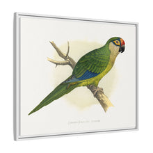 Golden-Crowned Conure (Aratinga auricapillus) colored wood-engraved plate by Alexander Francis Lydon