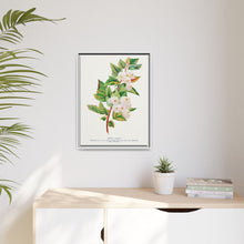 Spirea Aurea flowers lithograph. Digitally enhanced from our own original 1900 edition plates of Botanical Specimen published by Rochester Lithographing