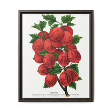 Industry Gooseberry lithograph. Digitally enhanced from our own original 1900 edition plates of Botanical Specimen published by Rochester Lithographing - NOMADEN ART GALLERY