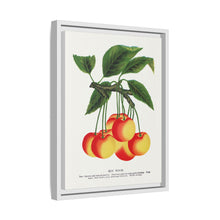 Gov Wood cherry lithograph. Digitally enhanced from our own original 1900 edition plates of Botanical Specimen published by Rochester Lithographing