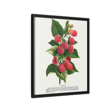 Cuthbert raspberry lithograph. Digitally enhanced from our own original 1900 edition plates of Botanical Specimen published by Rochester Lithographing