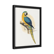 Blue and Yellow Macaw (Ara ararauna) colored wood-engraved plate by Alexander Francis Lydon