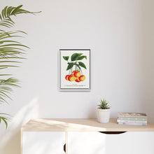 Gov Wood cherry lithograph. Digitally enhanced from our own original 1900 edition plates of Botanical Specimen published by Rochester Lithographing