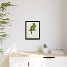 Canary-Winged Conure ( Brotogeris versicolurus) colored wood-engraved plate by Alexander Francis Lydon