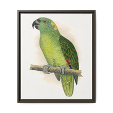 Yellow-Naped Amazon (Amazona auropalliata) colored wood-engraved plate by Alexander Francis Lydon - NOMADEN ART GALLERY