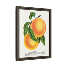 Champion plum lithograph from Botanical Specimen published by Rochester Lithographing