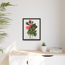 Pink roses, Crested Moss lithograph. Digitally enhanced from our own original 1900 edition plates of Botanical Specimen published by Rochester Lithographing
