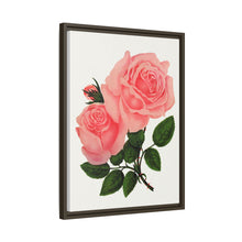 Pink Rose, La France Lithograph (1900)