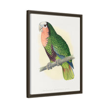 Red-Throated White-Fronted Amazon (Amazona leucocephala) colored wood-engraved plate by Alexander Francis Lydon.