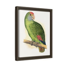 Dufresne's Amazon (Amazona dufresniana) colored wood-engraved plate by Alexander Francis Lydon