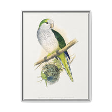 Quaker or Grey-breasted Parrakeet (Myiopsitta monachus) colored wood-engraved plate by Alexander Francis Lydon - NOMADEN ART GALLERY