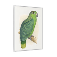 Mealy Amazon (Amazona farinosa) colored wood-engraved plate by Alexander Francis Lydon