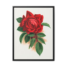 Red rose, Alfred Colomb lithograph. Digitally enhanced from our own original 1900 edition plates of Botanical Specimen published by Rochester Lithographing - NOMADEN ART GALLERY