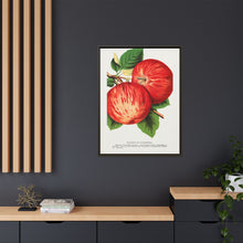 Duchess of Oldenburg apples lithograph from Botanical Specimen published by Rochester Lithographing