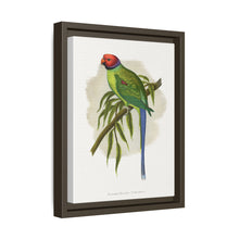 Blossom-Headed Parrakeet (Psittacula roseata) colored wood-engraved plate by Alexander Francis Lydon.