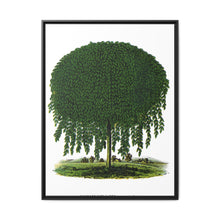 Kilmarnock Weeping Willow tree lithograph. Digitally enhanced from our own original 1900 edition plates of Botanical Specimen published by Rochester Lithographing - NOMADEN ART GALLERY