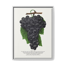 Early Ohio grape lithograph. Digitally enhanced from our own original 1900 edition plates of Botanical Specimen published by Rochester Lithographing - NOMADEN ART GALLERY