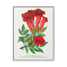 Trumpet flower lithograph. Digitally enhanced from our own original 1900 edition plates of Botanical Specimen published by Rochester Lithographing - NOMADEN ART GALLERY