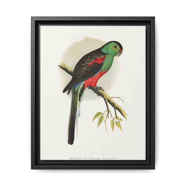 Beautiful or Paradise Parrakeet (Psephotus pulcherrimus) colored wood-engraved plate by Alexander Francis Lydon