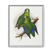 Passerine or Blue-winged Parrakeet (Psittacula columboides) colored wood-engraved plate by Alexander Francis Lydon - NOMADEN ART GALLERY