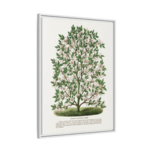 Hardy Magnolia tree lithograph. Digitally enhanced from our own original 1900 edition plates of Botanical Specimen published by Rochester Lithographing