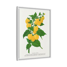 Golden queen raspberry lithograph. Digitally enhanced from our own original 1900 edition plates of Botanical Specimen published by Rochester Lithographing