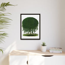 Kilmarnock Weeping Willow tree lithograph. Digitally enhanced from our own original 1900 edition plates of Botanical Specimen published by Rochester Lithographing