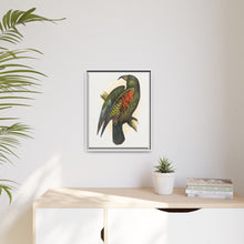 Mountain Parrot (Nestor notabilis) colored wood-engraved plate by Alexander Francis Lydon