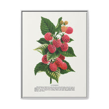 Cuthbert raspberry lithograph. Digitally enhanced from our own original 1900 edition plates of Botanical Specimen published by Rochester Lithographing - NOMADEN ART GALLERY