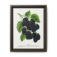 Snyder Blackberry lithograph from Botanical Specimen published by Rochester Lithographing - NOMADEN ART GALLERY