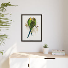 Budgerigar (Melopsittacus undulatus) colored wood-engraved plate by Alexander Francis Lydon