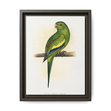Canary-Winged Conure ( Brotogeris versicolurus) colored wood-engraved plate by Alexander Francis Lydon - NOMADEN ART GALLERY