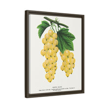 White Grape Lithograph | Vintage Botanical Wall Art Print