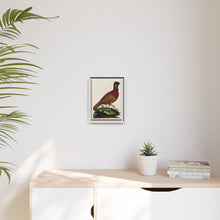A horned Indian pheasant standing on the grass by J. Pass after J. E. Ihle.