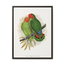 West African Love-Bird (Agapornis) colored wood-engraved plate by Alexander Francis Lydon. - NOMADEN ART GALLERY