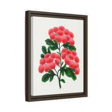 Paul's New Double Flowering Thorn lithograph. Digitally enhanced from our own original 1900 edition plates of Botanical Specimen published by Rochester Lithographing
