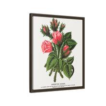 Pink roses, Crested Moss lithograph. Digitally enhanced from our own original 1900 edition plates of Botanical Specimen published by Rochester Lithographing