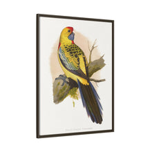 Lydon's Yellow-Rumped Parrakeet | Vintage Bird Wall Art Print