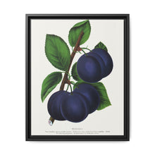 Niagara plum lithograph. Digitally enhanced from our own original 1900 edition plates of Botanical Specimen published by Rochester Lithographing - NOMADEN ART GALLERY