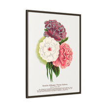 Double Althea in 3 colors lithograph. Digitally enhanced from our own original 1900 edition plates of Botanical Specimen published by Rochester Lithographing
