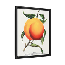 Foster peach lithograph. Digitally enhanced from our own original 1900 edition plates of Botanical Specimen published by Rochester Lithographing