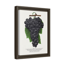 Early Ohio grape lithograph. Digitally enhanced from our own original 1900 edition plates of Botanical Specimen published by Rochester Lithographing