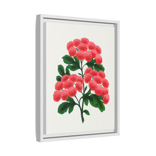Paul's New Double Flowering Thorn lithograph. Digitally enhanced from our own original 1900 edition plates of Botanical Specimen published by Rochester Lithographing