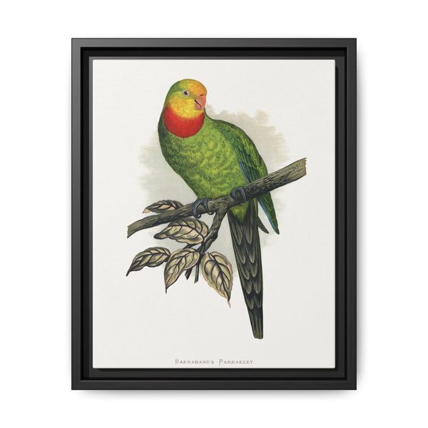 Barraband's Parakeet (Polytelis swainsonii) colored wood-engraved plate by Alexander Francis Lydon - NOMADEN ART GALLERY