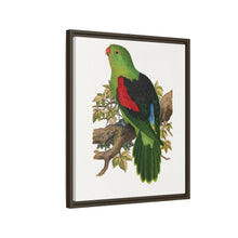 Red-winged parakeet (Aprosmictus erythropterus) colored wood-engraved plate by Alexander Francis Lydon