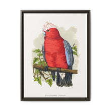 Rose-Breasted Cockatoo (Eolophus roseicapillus) colored wood-engraved plate by Alexander Francis Lydon. - NOMADEN ART GALLERY