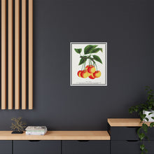 Gov Wood cherry lithograph. Digitally enhanced from our own original 1900 edition plates of Botanical Specimen published by Rochester Lithographing