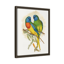 Prachtsittich (Neophema splendida) farbige Holzstichplatte von Alexander Francis Lydon