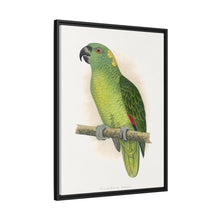 Lydon's Yellow-Naped Amazon | Vintage Parrot Wall Art Print